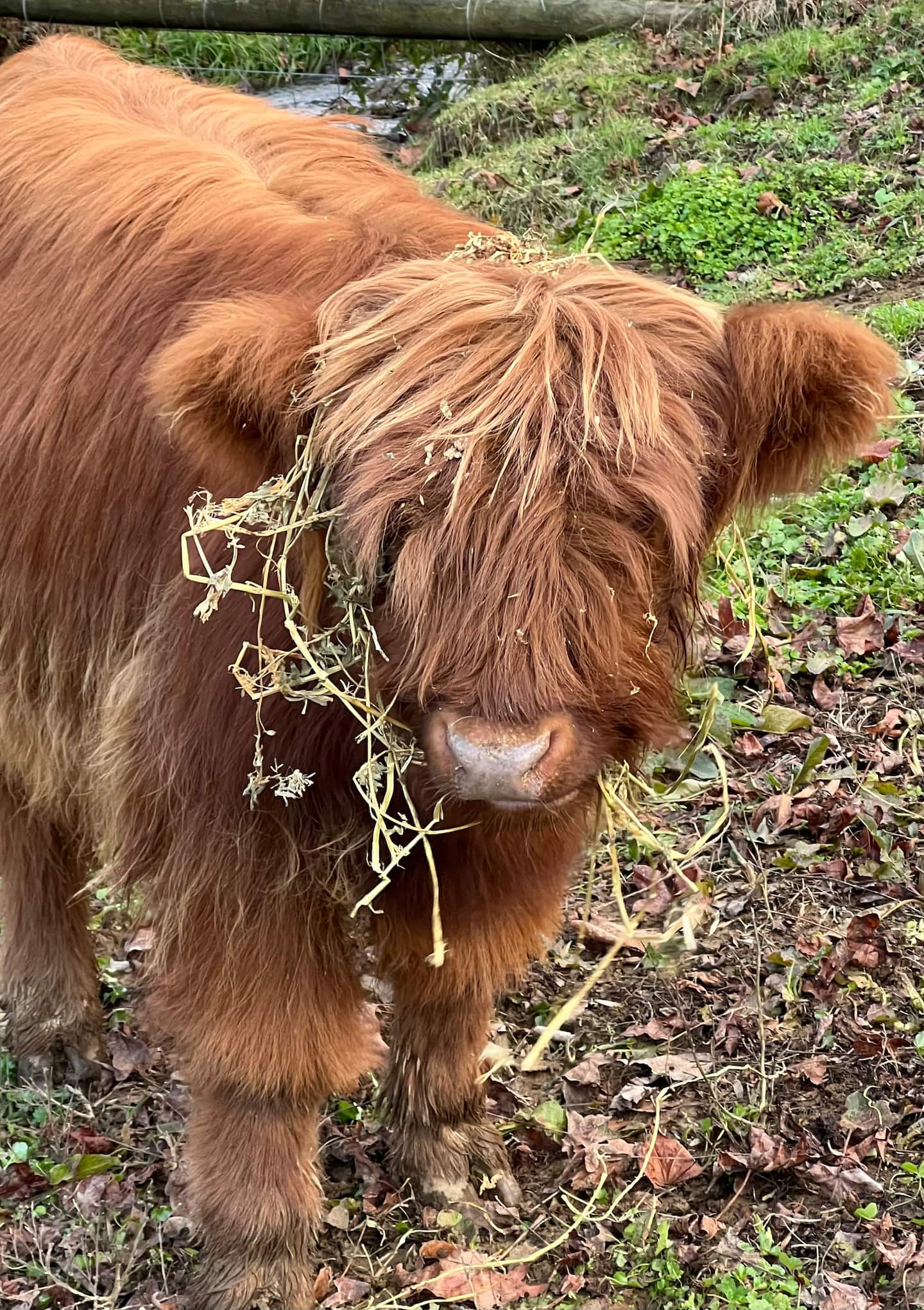 Highland cattle grazing in green pasture at God's Country Ranch near Townsend, Tennessee