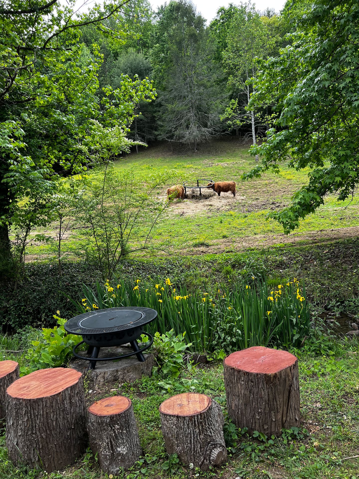 Firepit by the stream with daffodils and cattle in the pasture beyond