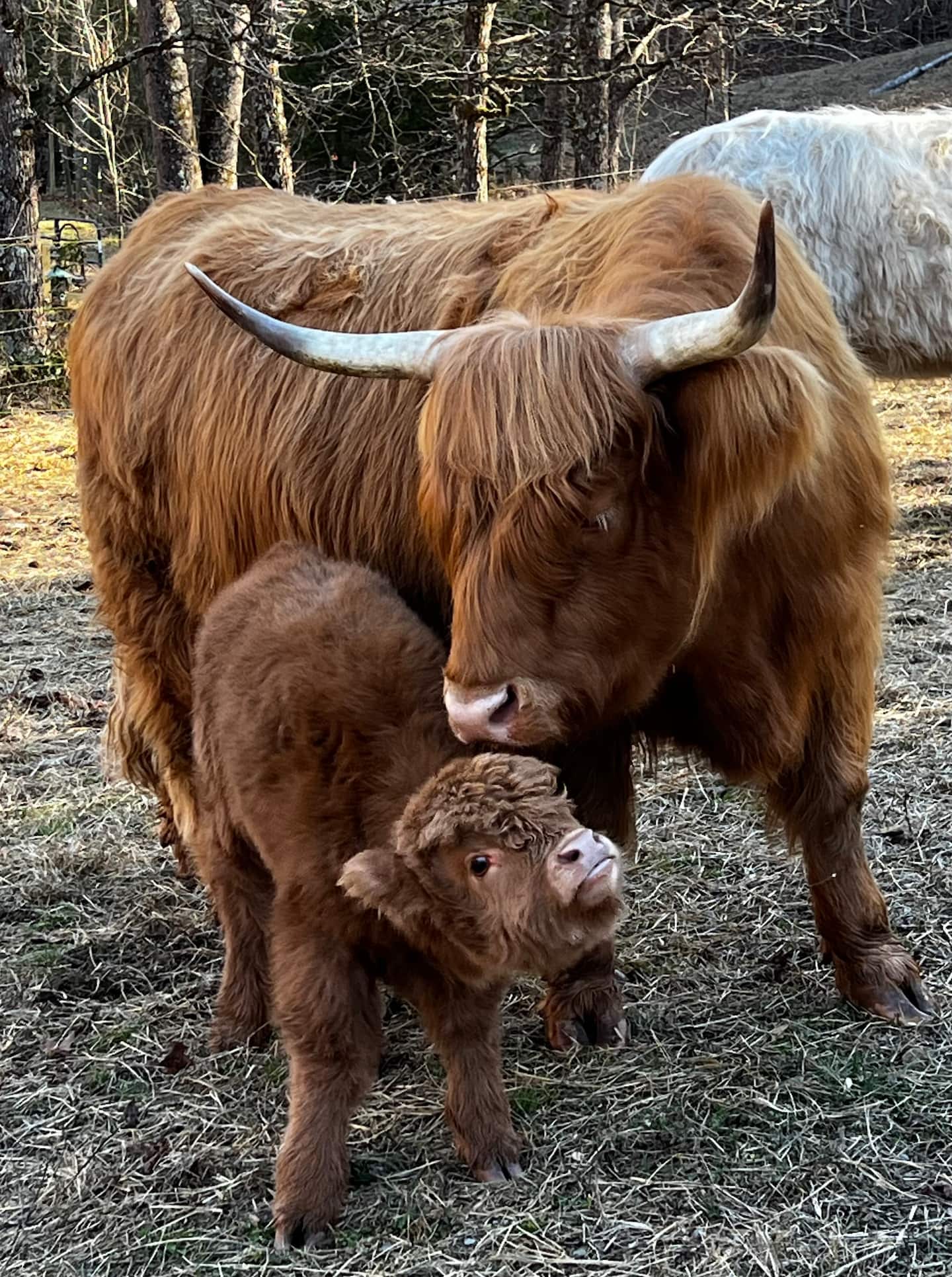Highland cow with her calf