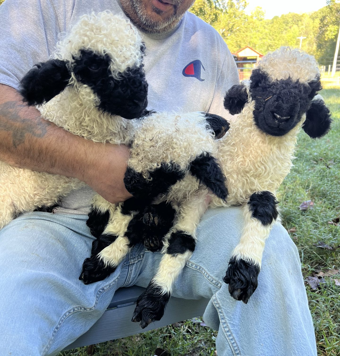 Two new Valais Blacknose lambs being held in the barnyard